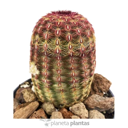 Echinocereus rigidissimus Rubispinus — foto principale
