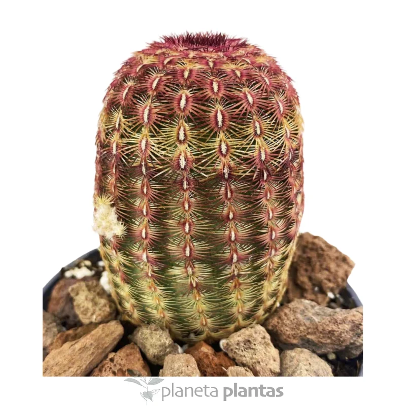 Echinocereus rigidissimus Rubispinus — foto principale
