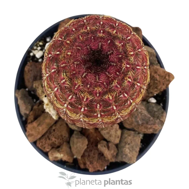 Echinocereus rigidissimus Rubispinus