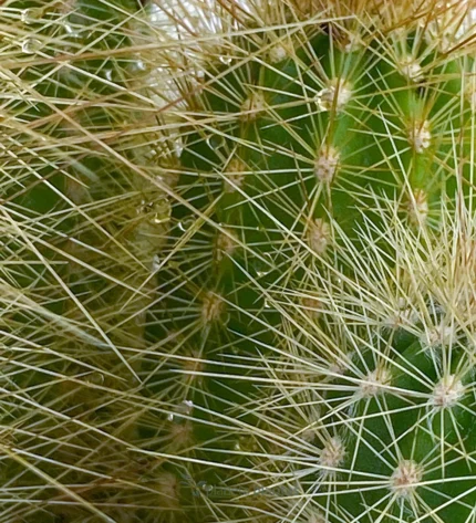 Cactus riccio - (Echinopsis Candicans) — foto principale