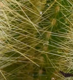 Cactus riccio - (Echinopsis Candicans) — vista dettaglio