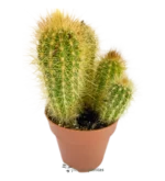 Cactus riccio - (Echinopsis Candicans)