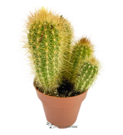 Cactus riccio - (Echinopsis Candicans)