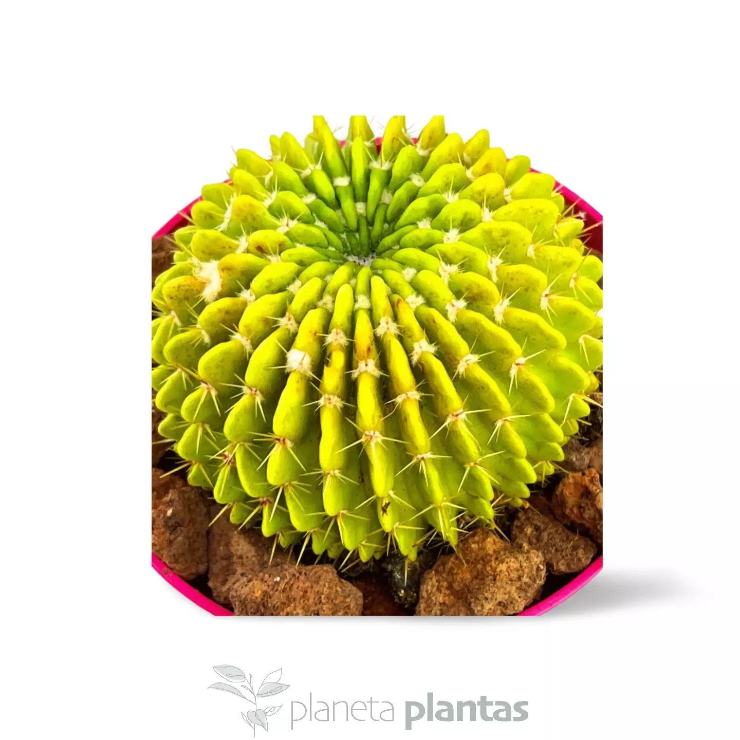 Echinopsis oxygona-01 Echinopsis oxygona -