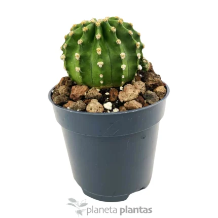 Echinopsis subdenudata — foto principale