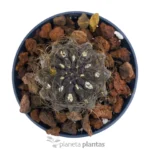 Eriosyce Senilis — foto principale