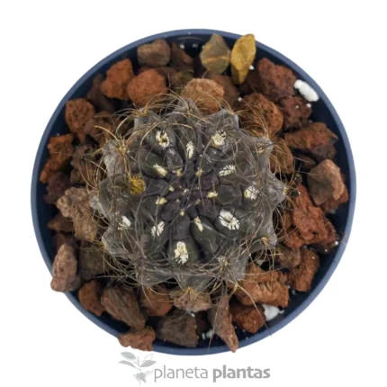 Eriosyce Senilis — foto principale