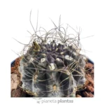 Eriosyce Senilis — vista laterale