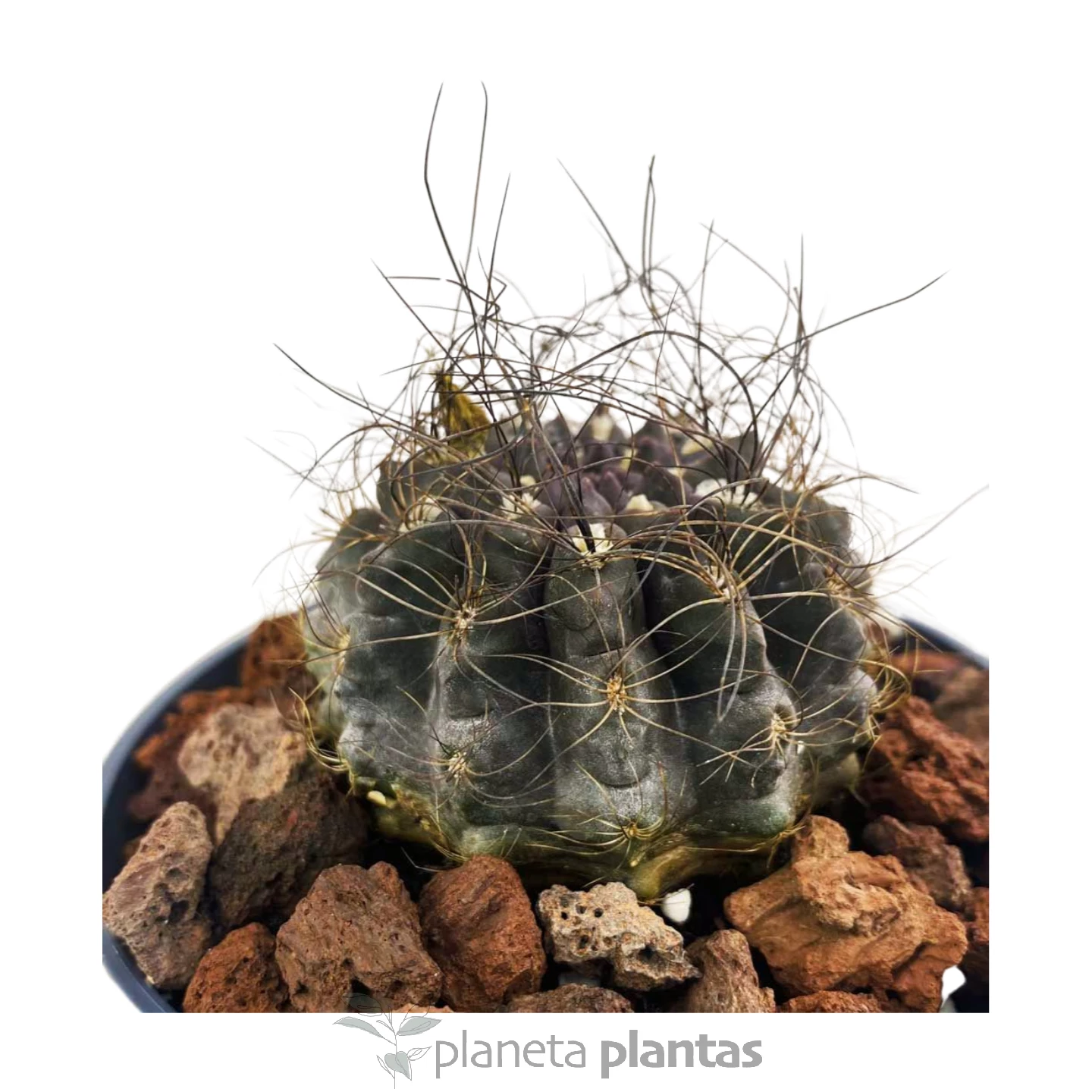 Eriosyce_senilis_4 Eriosyce Senilis