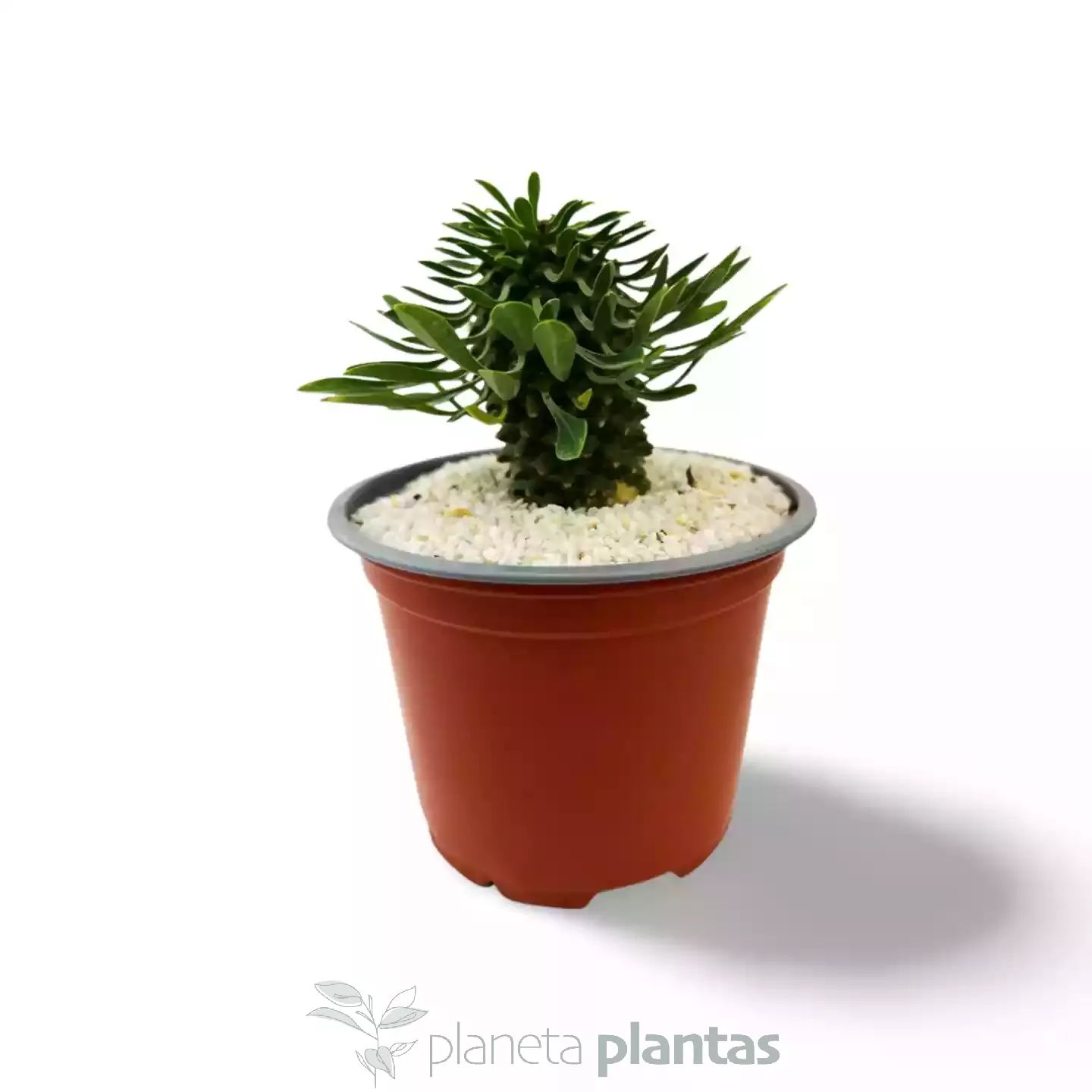 Euphorbia Sotetsu Kirin-02 Euforbia Sotetsu Kirin