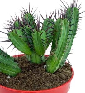 Puntaspilli - (Euphorbia Enopla)