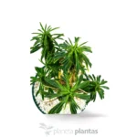 Euforbia loricata — vista dettaglio