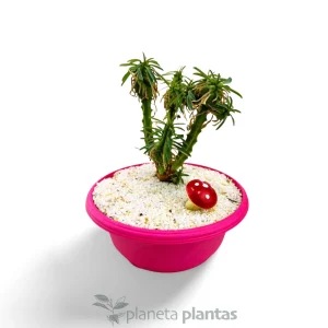 Euforbia loricata
