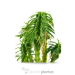 Euforbia loricata