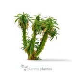 Euforbia loricata — vista dettaglio