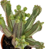 Cactus di pannocchia - (Euphorbia Mammillaris) — foto principale