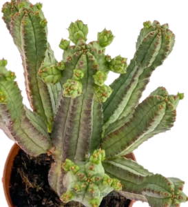 Cactus di pannocchia - (Euphorbia Mammillaris) — foto principale