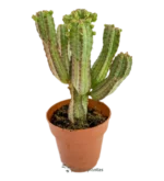 Cactus di pannocchia - (Euphorbia Mammillaris)