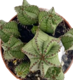 Euforbia Polygona B — vista dettaglio