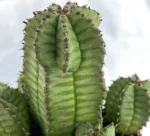 Euforbia Polygona B — foto principale