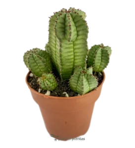 Euforbia Polygona B
