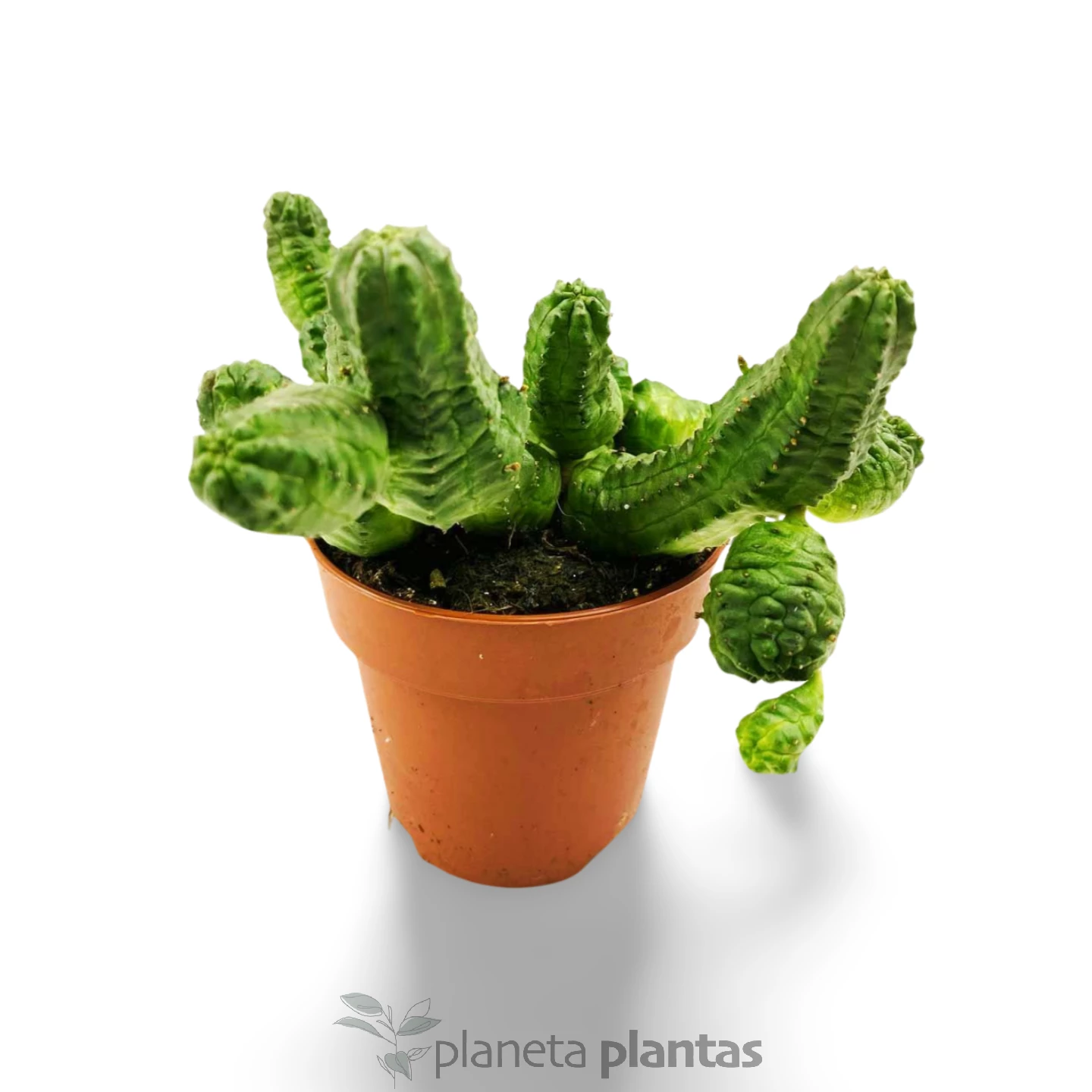 Euphorbia pseudoglobosa-3 Euforbia pseudoglobosa -