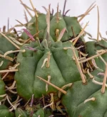 Euforbia Pulvinata — foto principale