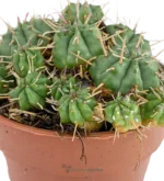 Euforbia Pulvinata — vista dettaglio