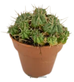 Euforbia Pulvinata