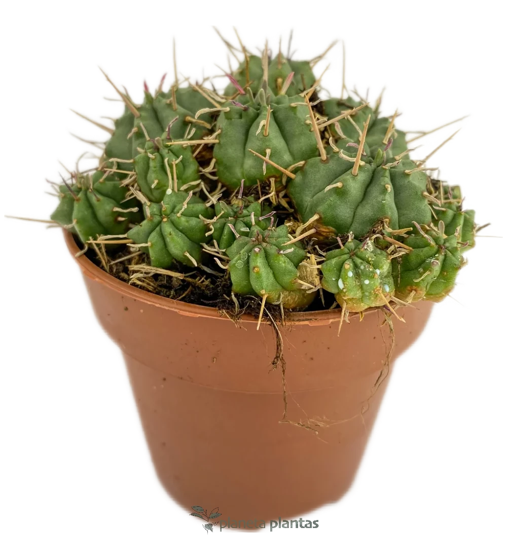 Euphorbia pulvinata Euforbia Pulvinata
