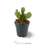 Mostruosa Euphorbia Horrida — vista dettaglio