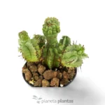 Mostruosa Euphorbia Horrida — altra vista