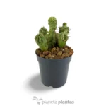 Mostruosa Euphorbia Horrida — vista dall'alto