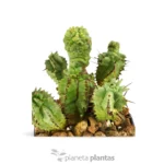 Mostruosa Euphorbia Horrida — vista laterale