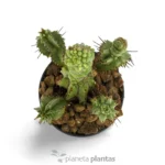 Mostruosa Euphorbia Horrida — foto principale