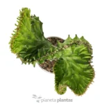 Euphorbia Lctea Cristata — vista laterale