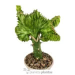 Euphorbia Lctea Cristata — vista dettaglio