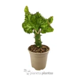 Euphorbia Lctea Cristata — foto principale