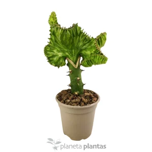 Euphorbia Lctea Cristata — foto principale