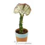 Euphorbia Lctea Cristata Rosa — vista dettaglio