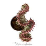 Euphorbia Lctea Cristata Rosa — foto principale