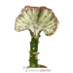 Euphorbia Lctea Cristata Rosa