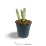 Euphorbia mammillaris variegata — vista dettaglio