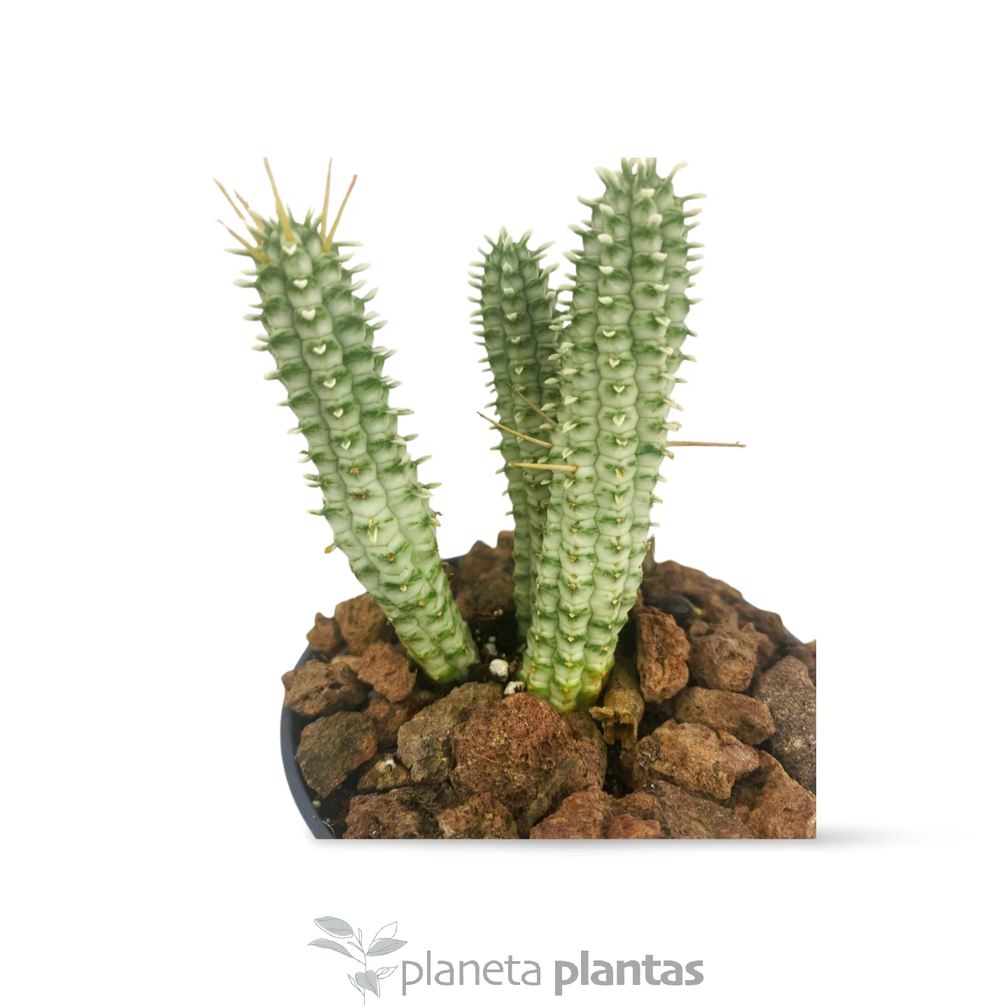 Euphorbia_Mammillaris_Variegata_2 Euphorbia mammillaris variegata