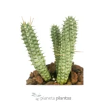 Euphorbia mammillaris variegata — vista laterale