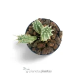 Euphorbia mammillaris variegata — foto principale