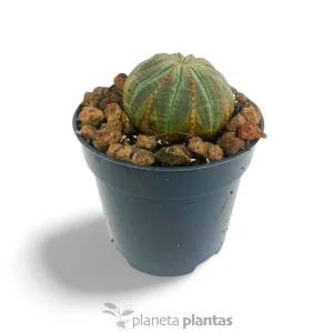 Euforbia obesa
