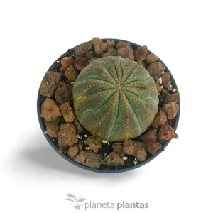 Euforbia obesa — foto principale