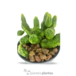 Euforbia pseudoglobosa verde