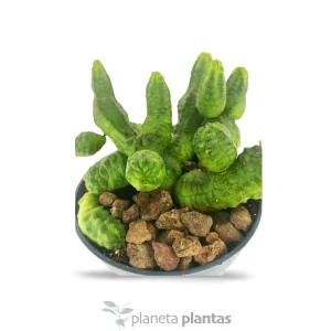 Euforbia pseudoglobosa verde